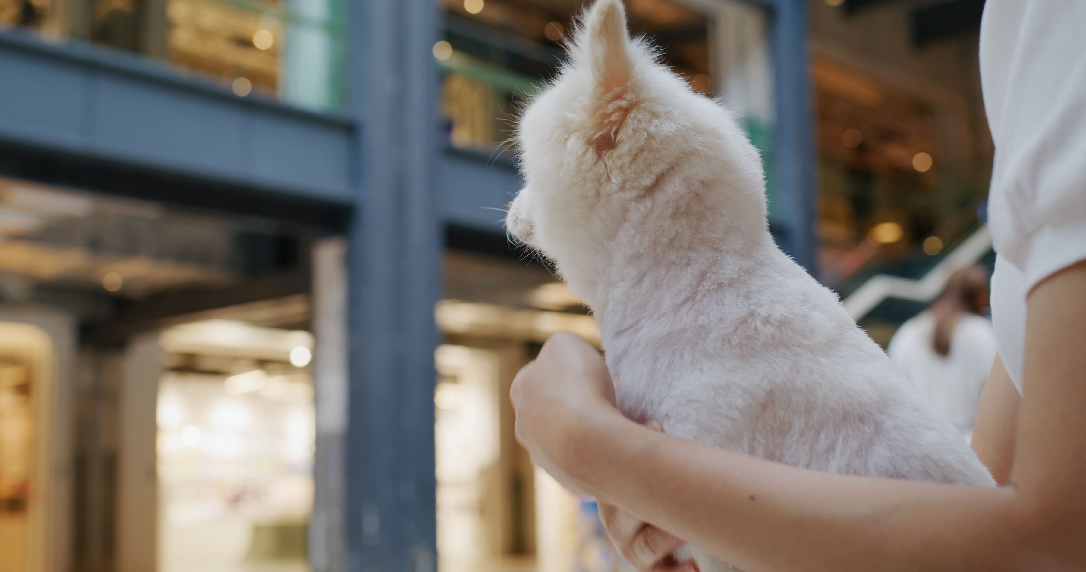 Pet Supplies sourcing category